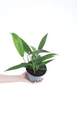 Epipremnum amplissimum aprašymas - Prekės nuotrauka