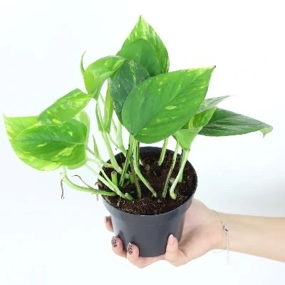 Epipremnum aureum aprašymas - Prekės nuotrauka