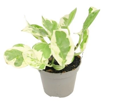 Epipremnum aureum Joy aprašymas - Prekės nuotrauka