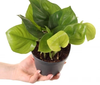 Epipremnum aureum Manjula Golden aprašymas - Prekės nuotrauka