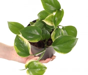 Epipremnum aureum Manjula Poonsin aprašymas - Prekės nuotrauka