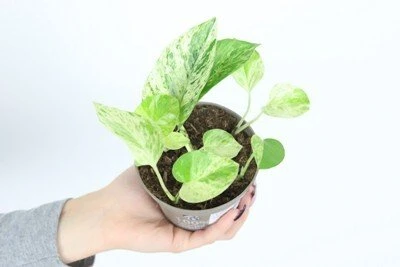 Epipremnum aureum Snow queen aprašymas - Prekės nuotrauka