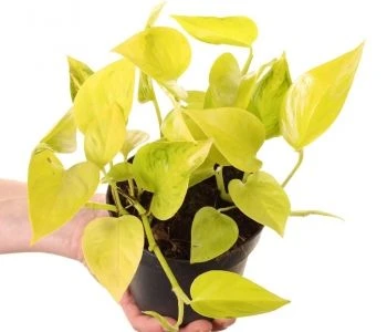 Epipremnum aureum Teruno Champs-Elysses aprašymas - Prekės nuotrauka