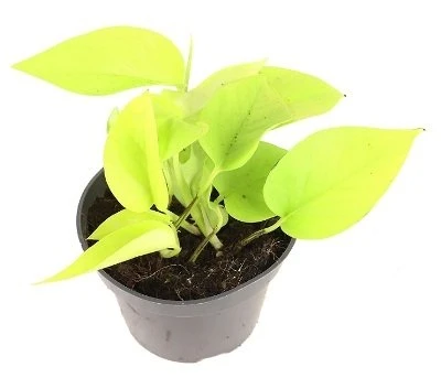 Epipremnum Golden Pothos aprašymas - Prekės nuotrauka