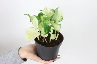 Epipremnum Happy Leaf aprašymas - Prekės nuotrauka