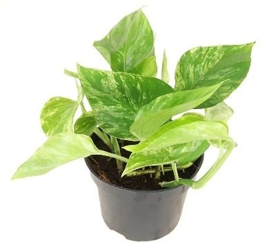 Epipremnum Marble Queen aprašymas - Prekės nuotrauka