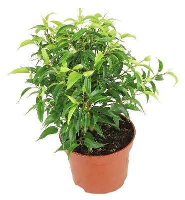 Ficus benjamina Žalias kinky aprašymas - Prekės nuotrauka