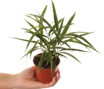Ficus binnendiijkii Alii aprašymas - Prekės nuotrauka