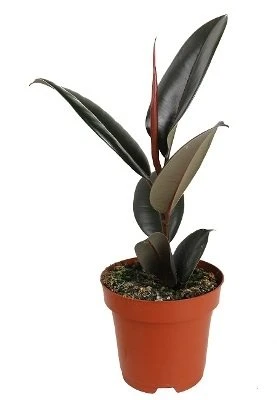 Ficus elastica Abidjan aprašymas - Prekės nuotrauka