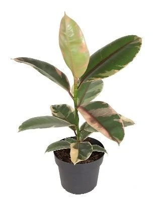 Ficus elastica Belize aprašymas - Prekės nuotrauka