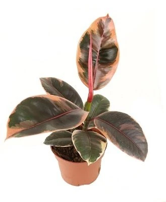 Ficus elastica Belize aprašymas - Prekės nuotrauka