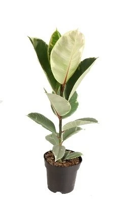 Ficus elastica Tineke aprašymas - Prekės nuotrauka