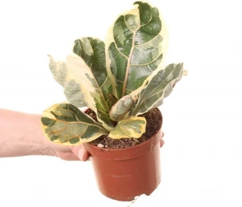Ficus lyrata Variegata aprašymas - Prekės nuotrauka