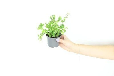 Ficus Pumila Baltas Sunny aprašymas - Prekės nuotrauka