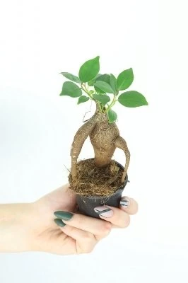 Ficus retusa (F. microcarpa) -BONSAI aprašymas - Prekės nuotrauka