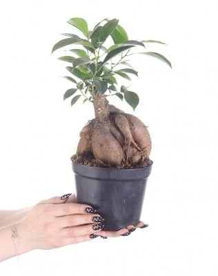 Ficus retusa (F. microcarpa) -BONSAI aprašymas - Prekės nuotrauka