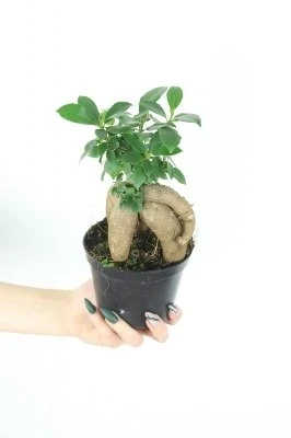 Ficus retusa (F. microcarpa) -BONSAI aprašymas - Prekės nuotrauka
