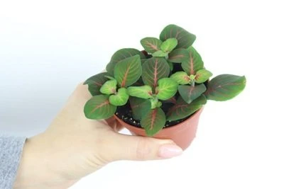 Fittonia Bubble Raudona aprašymas - Prekės nuotrauka