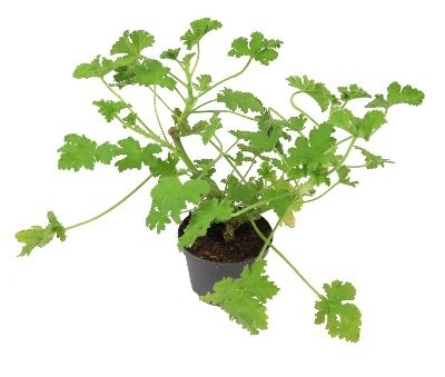Geranium aprašymas - Prekės nuotrauka