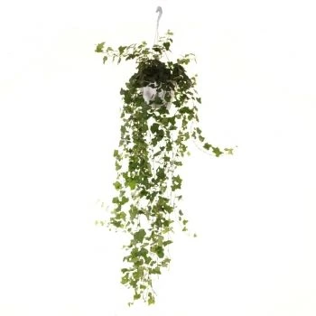 Hedera helix Wonder aprašymas - Prekės nuotrauka