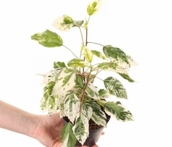 Hibiskus rosa sinensis Variegata aprašymas - Prekės nuotrauka