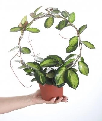 Hoya australis Lisa aprašymas - Prekės nuotrauka