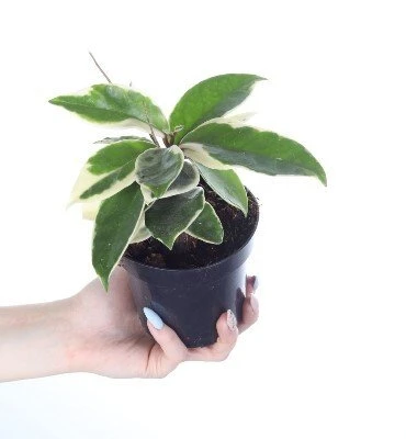 Hoya carnosa Krimson Queen aprašymas - Prekės nuotrauka