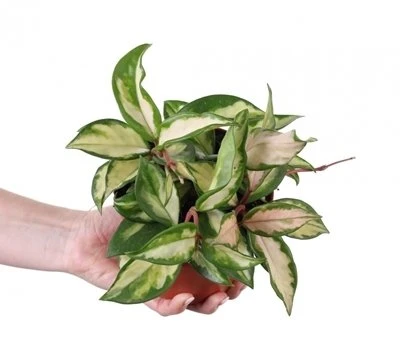 Hoya carnosa Tricolor aprašymas - Prekės nuotrauka
