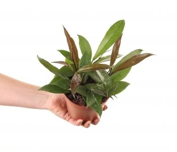 Hoya pubicalyx aprašymas - Prekės nuotrauka