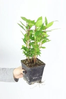 Laurus nobilis aprašymas - Prekės nuotrauka