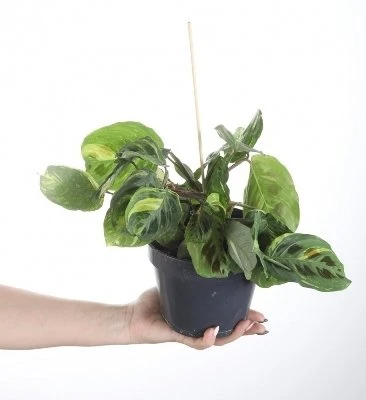 Maranta Kerchoveana Variegata aprašymas - Prekės nuotrauka