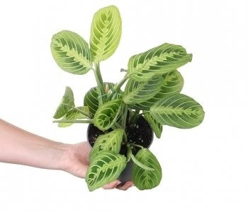Maranta Lemon Lime aprašymas - Prekės nuotrauka