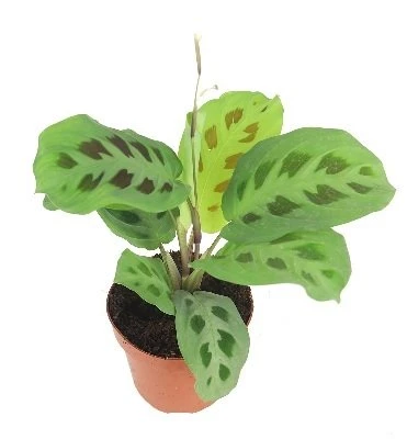 Maranta leuconeura aprašymas - Prekės nuotrauka