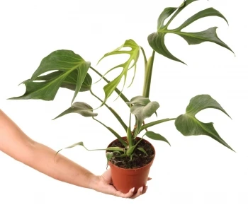 Monstera Burle Marx Flame aprašymas - Prekės nuotrauka