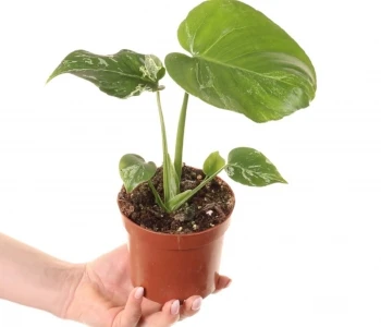 Monstera deliciosa Bulbasaur aprašymas - Prekės nuotrauka