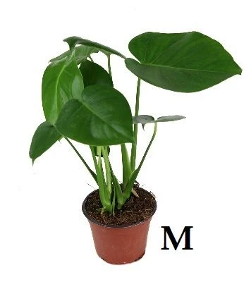 Monstera deliciosa aprašymas - Prekės nuotrauka