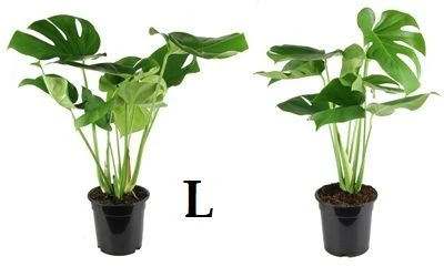 Monstera deliciosa aprašymas - Prekės nuotrauka