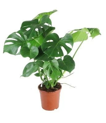 Monstera deliciosa aprašymas - Prekės nuotrauka