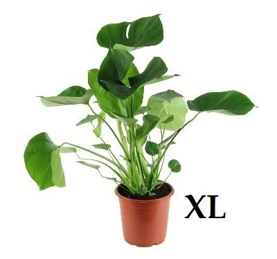 Monstera deliciosa aprašymas - Prekės nuotrauka