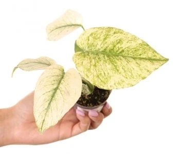 Monstera deliciosa Mint aprašymas - Prekės nuotrauka