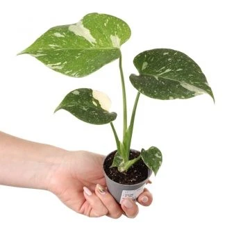 Monstera deliciosa Thai Constellation aprašymas - Prekės nuotrauka