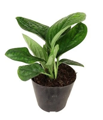 Monstera karstenianum aprašymas - Prekės nuotrauka