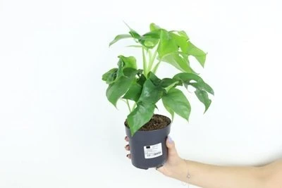 Monstera Minima aprašymas - Prekės nuotrauka