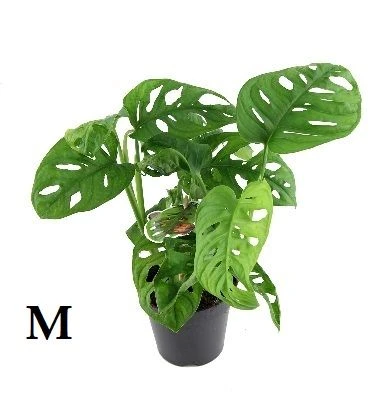 Monstera Monkey Mask aprašymas - Prekės nuotrauka