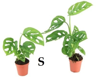 Monstera Monkey Mask aprašymas - Prekės nuotrauka
