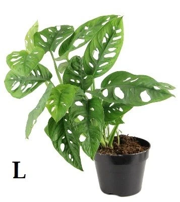 Monstera Monkey Mask aprašymas - Prekės nuotrauka