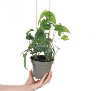 Monstera siltepecana aprašymas - Prekės nuotrauka