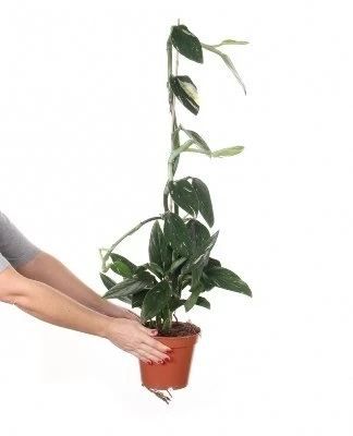 Monstera standleyana Variegata aprašymas - Prekės nuotrauka