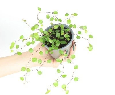 Muehlenbeckia complexa aprašymas - Prekės nuotrauka
