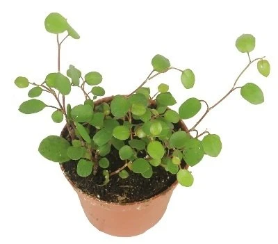 Muehlenbeckia complexa aprašymas - Prekės nuotrauka